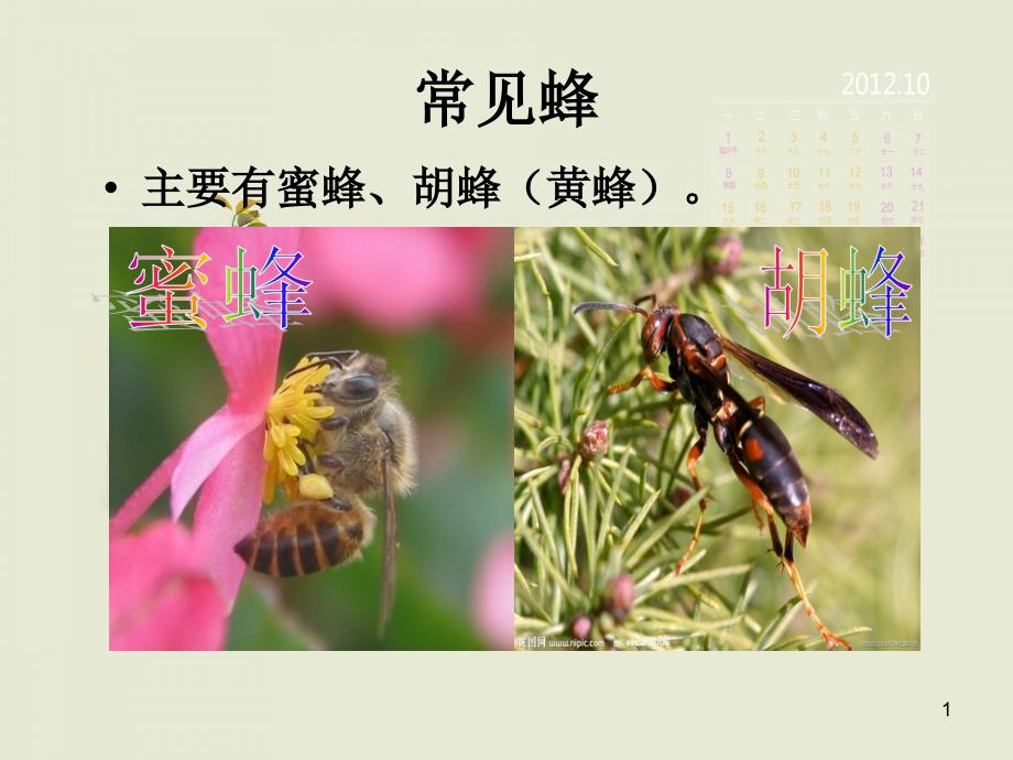 蜂蛰伤的急救ppt课件.ppt_第1页