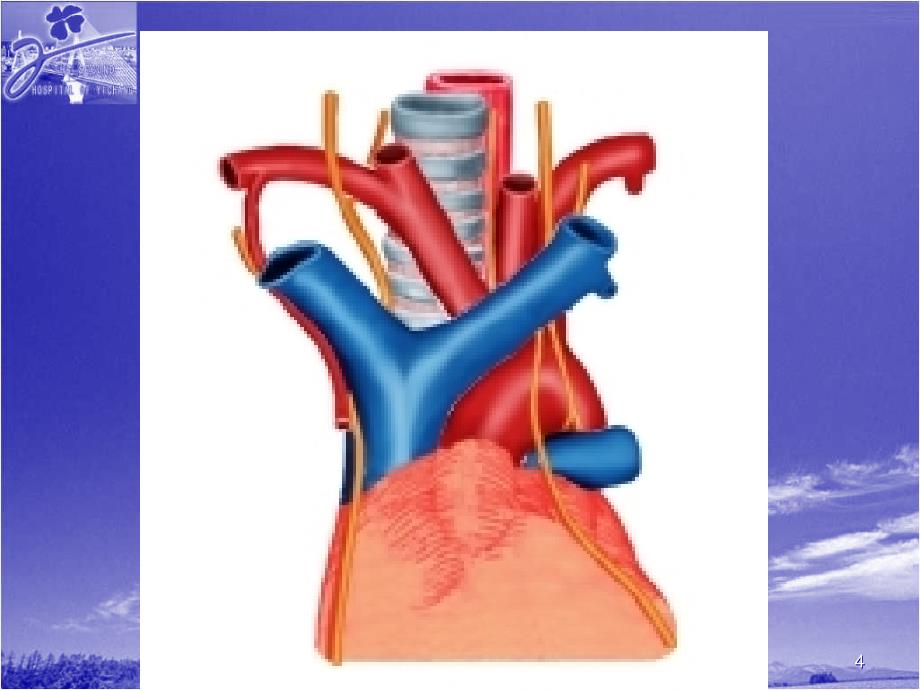 胸廓内动脉的血管ppt课件.ppt_第4页