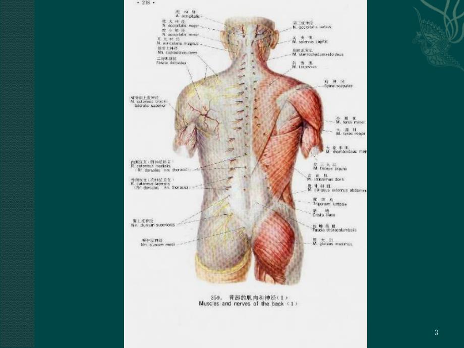 脊柱解剖ppt课件 (3).ppt_第3页