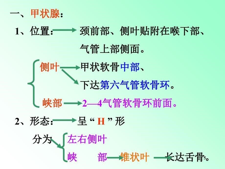 解剖学内分泌ppt课件.ppt_第5页