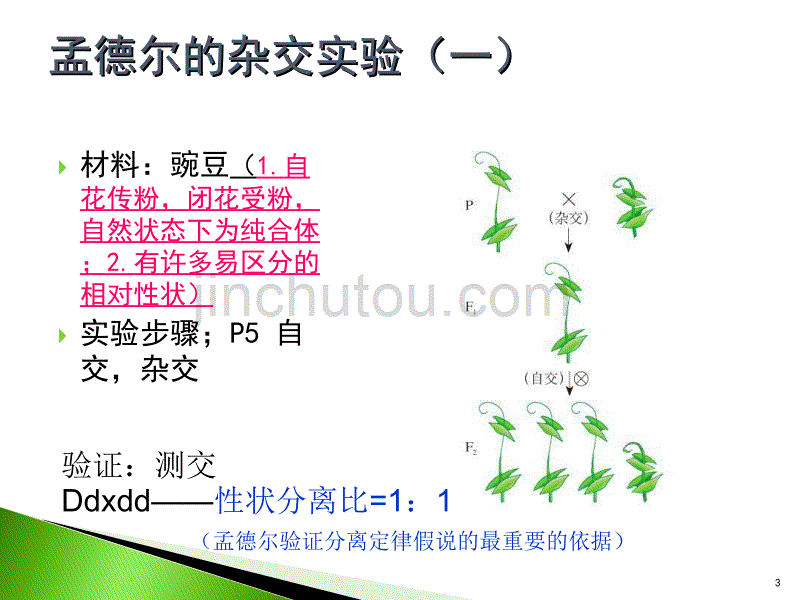 高中生物必修二第一章遗传规律ppt课件.ppt_第3页