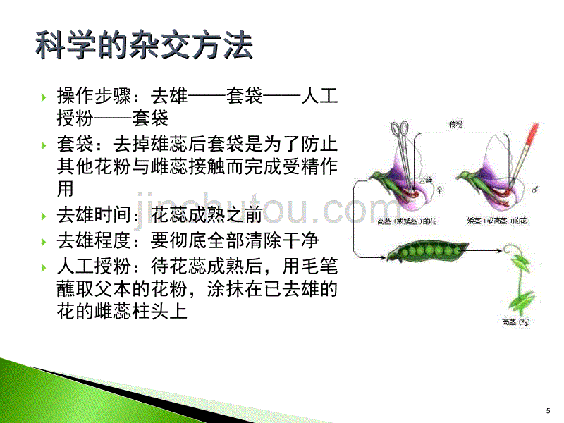 高中生物必修二第一章遗传规律ppt课件.ppt_第5页