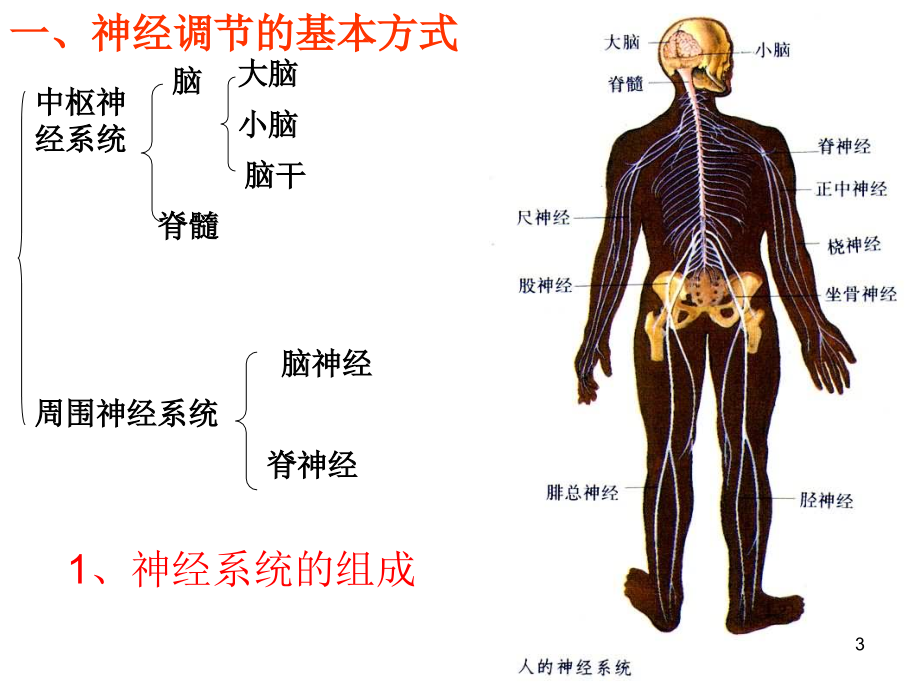 高三生物神经调节复习总论ppt课件.ppt_第3页