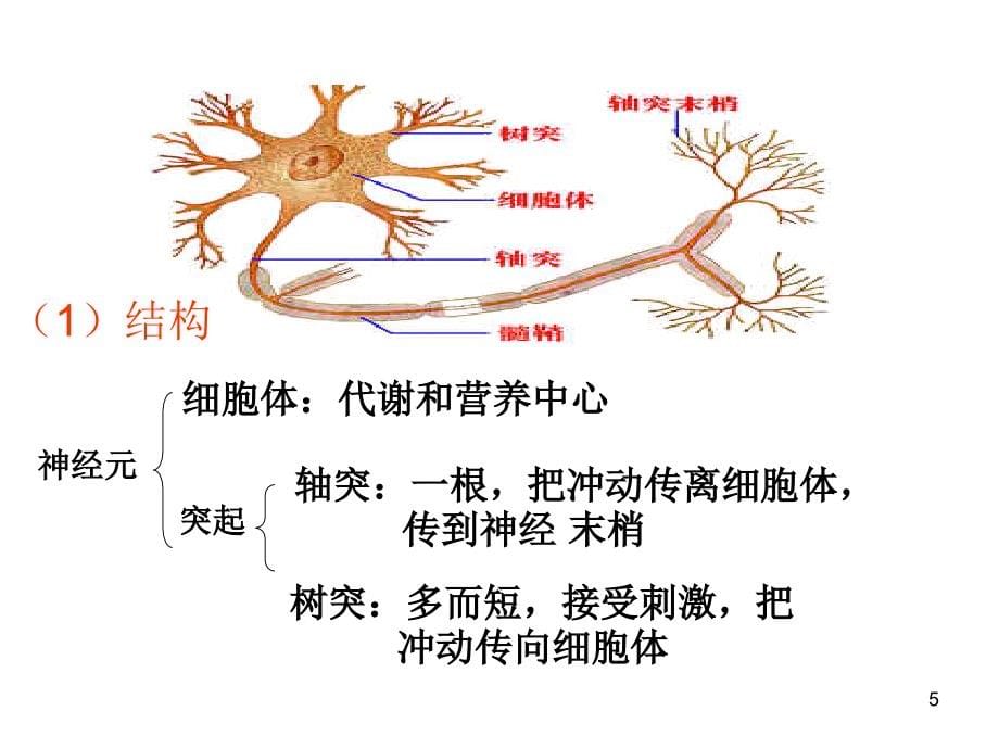 高三生物神经调节复习总论ppt课件.ppt_第5页