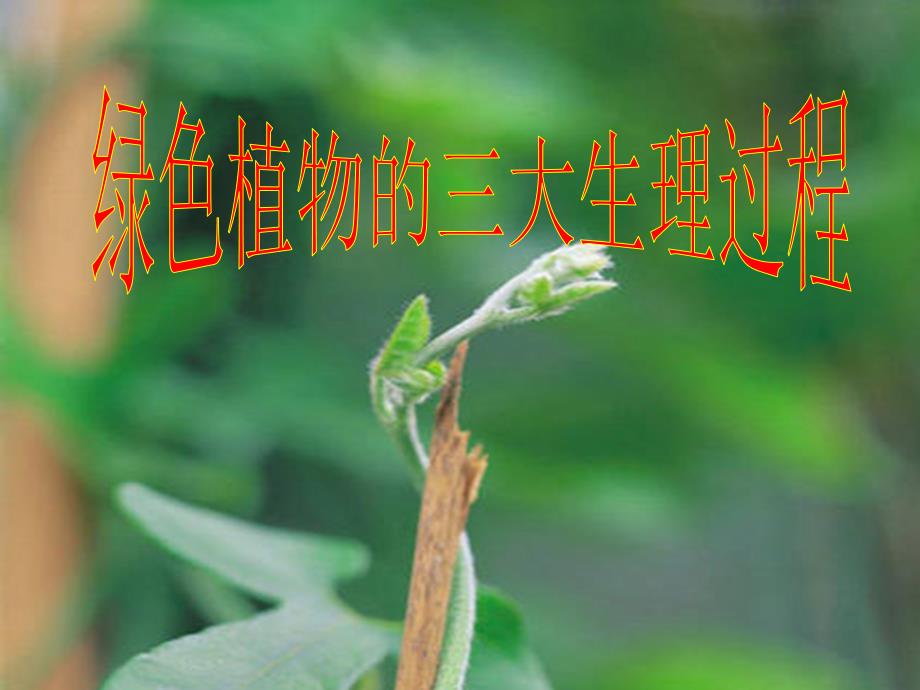 绿色植物的三大生理活动_第1页