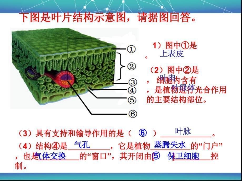 绿色植物的三大生理活动_第5页