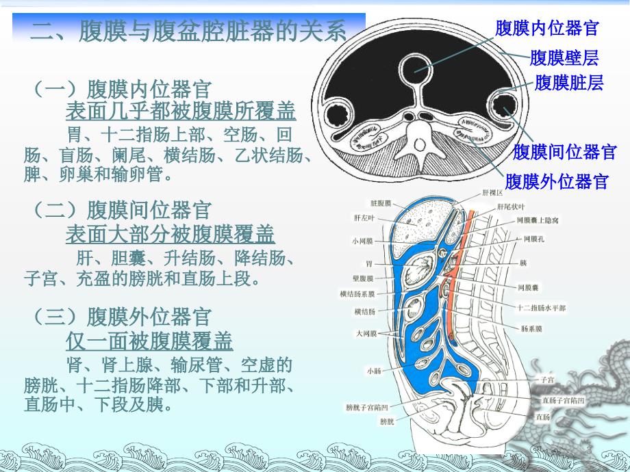 解剖学腹膜ppt课件 (3).ppt_第3页