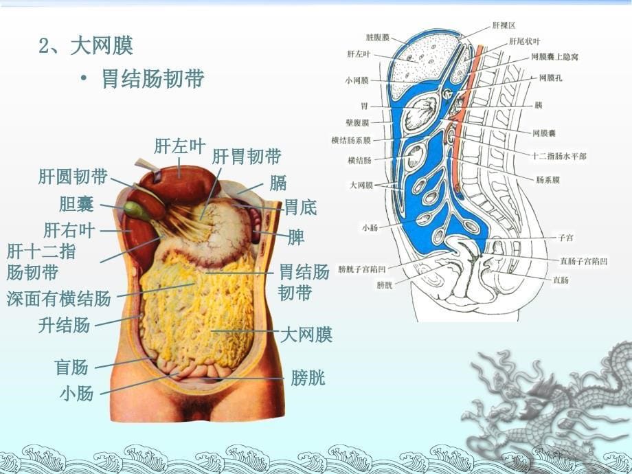 解剖学腹膜ppt课件 (3).ppt_第5页