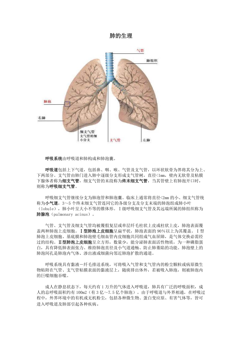肺的生理解剖_第1页