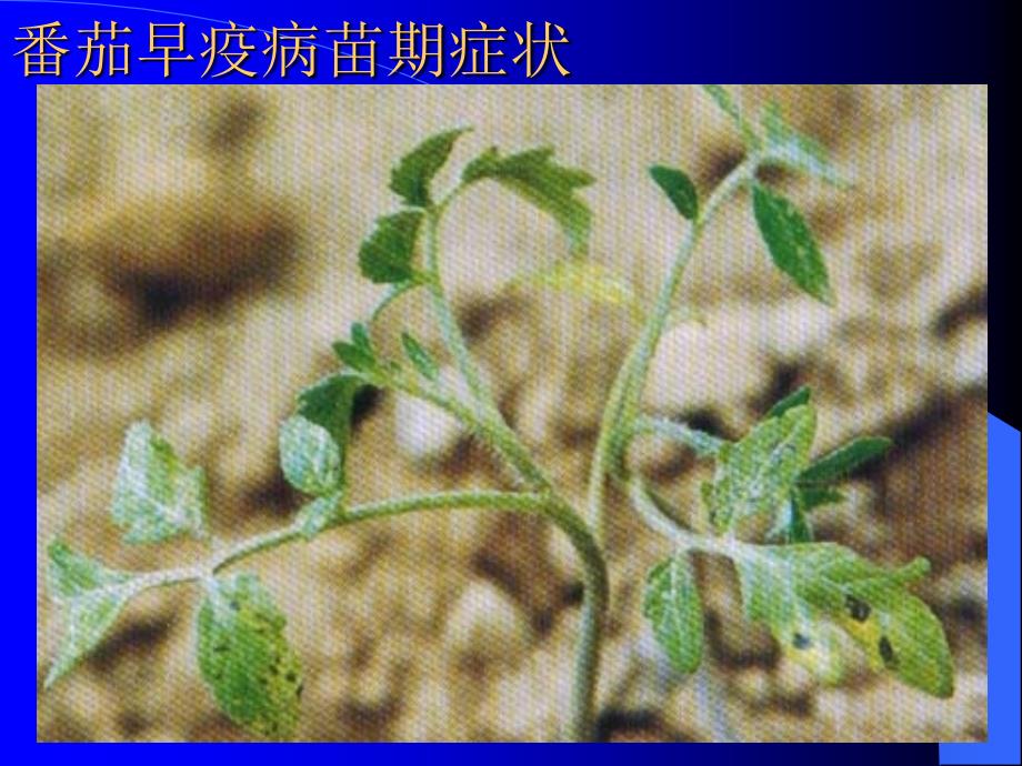 蔬菜病理学讲义10.番茄主要真菌病害_第4页