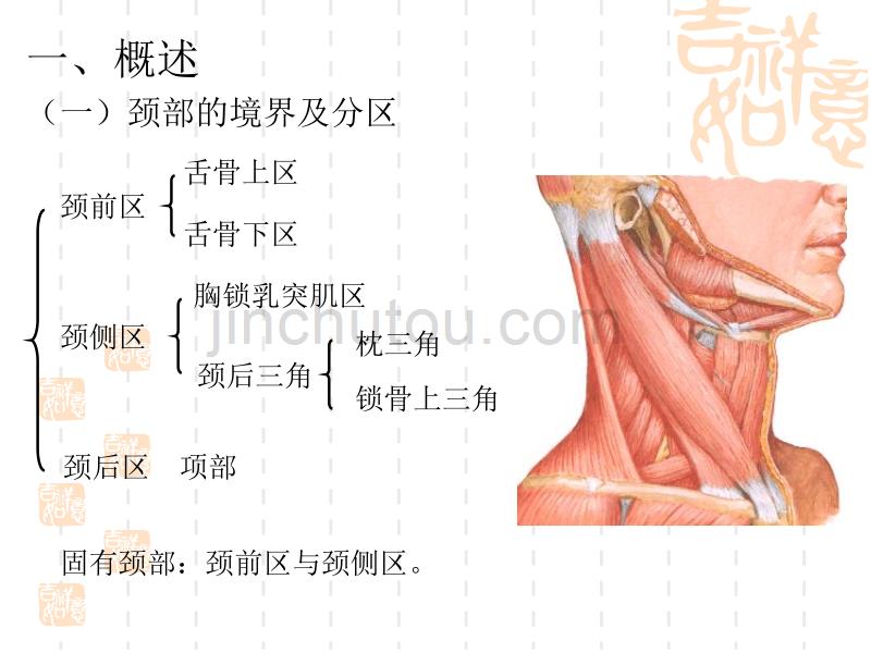 颈部应用解剖(成本分段2009-4)_第2页