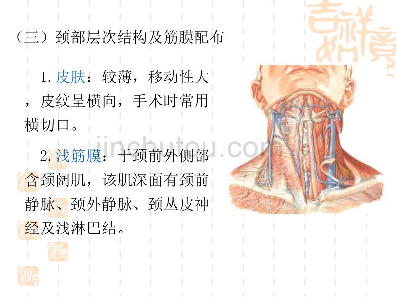 颈部应用解剖(成本分段2009-4)_第4页