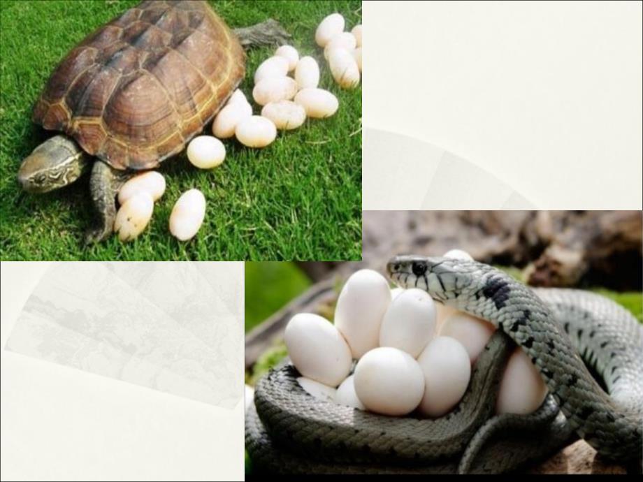 2020教科版小学科学三年级下册《认识其它动物的卵》课件4_第4页