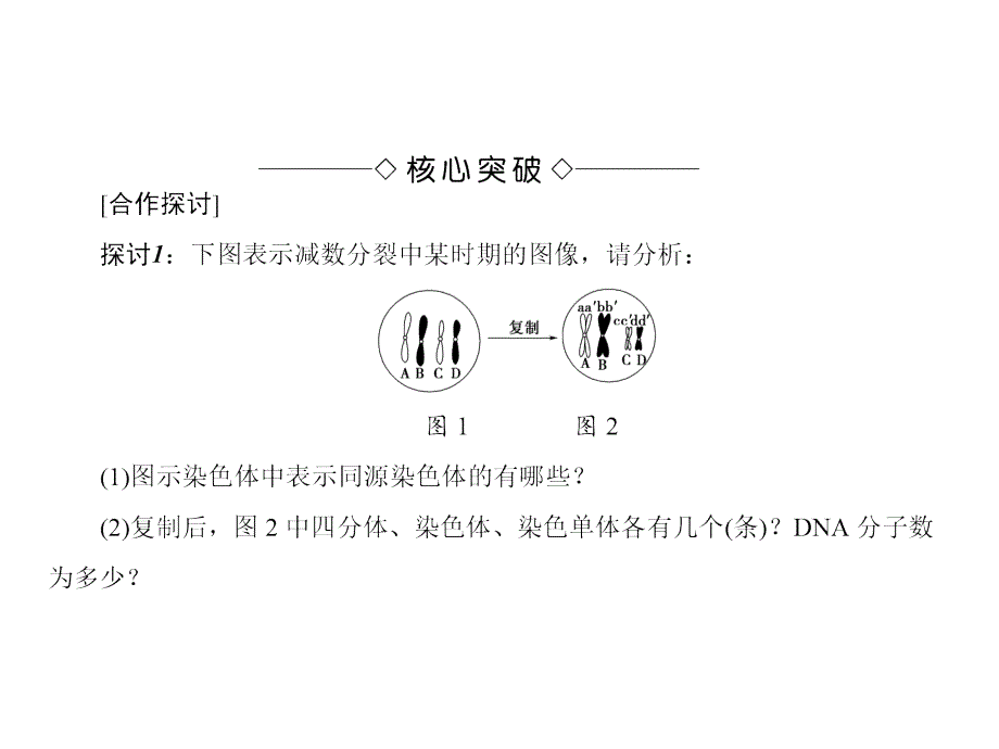 高中生物(人教版必修二)同步课件第章第节减数分裂和受精作用(Ⅰ)_第4页