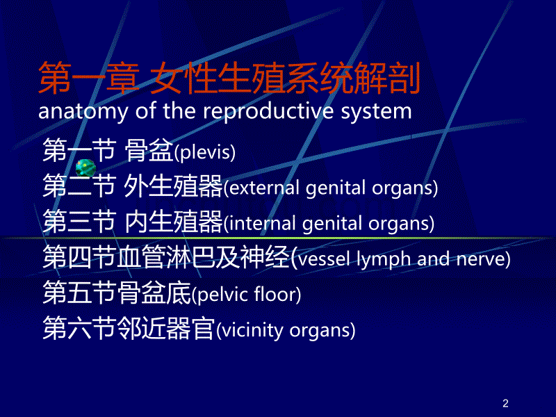 妇产科生殖系统解剖PPT课件.ppt_第2页