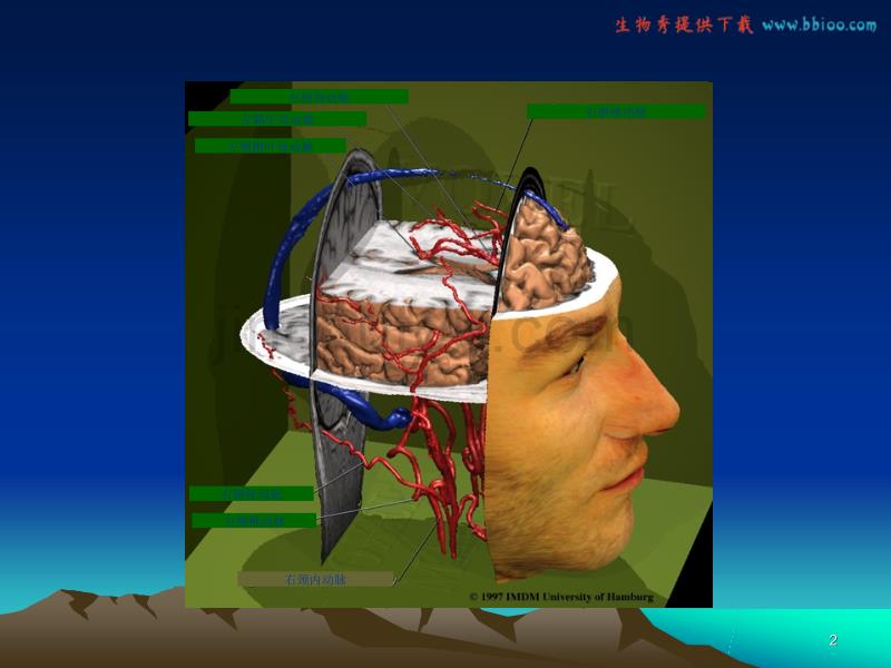 大脑血管解剖经颅超声幻灯片PPT课件.ppt_第2页