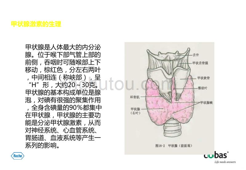 甲状腺功能检测PPT课件.ppt_第3页