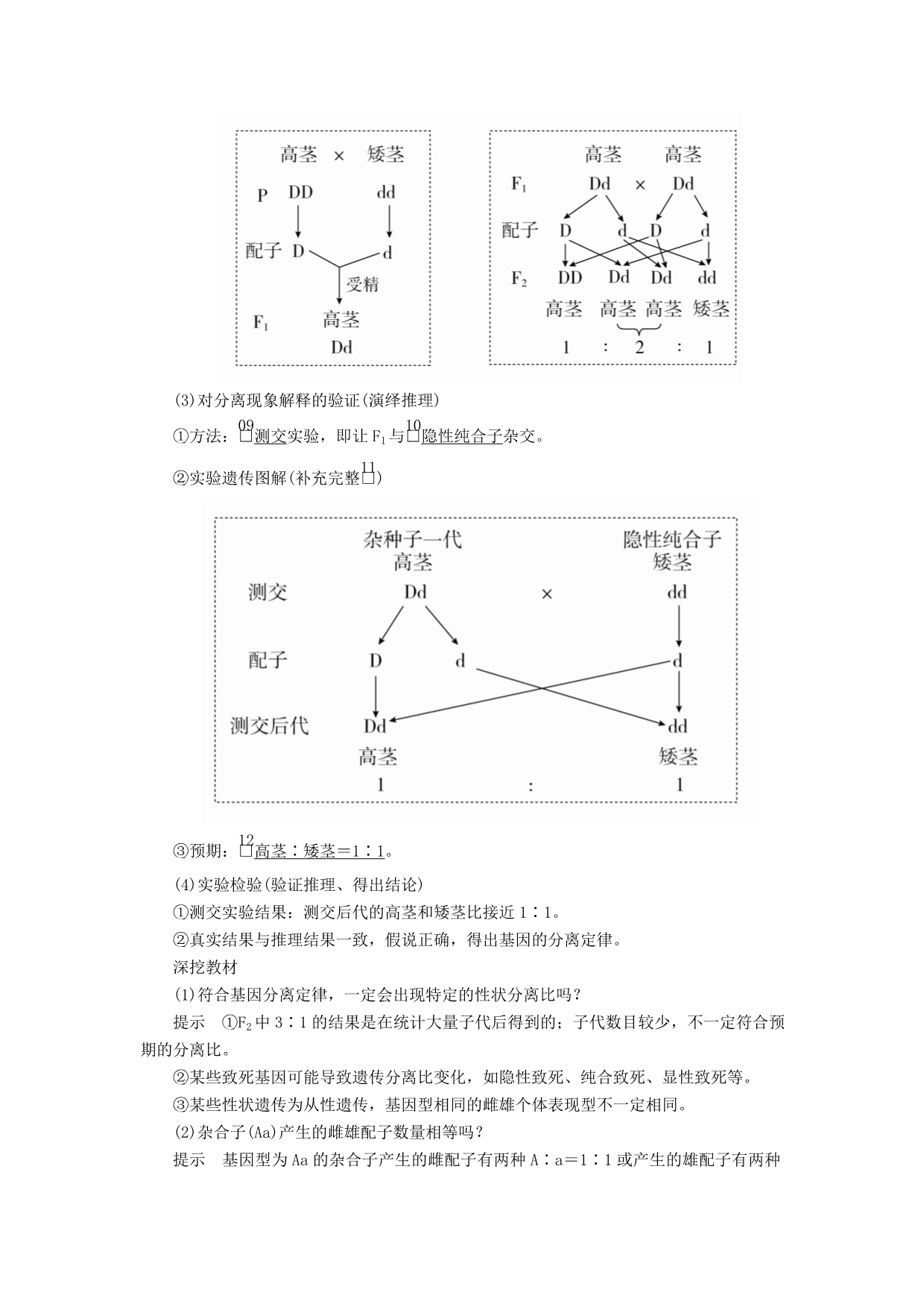 高考生物一轮复习第5单元遗传的基本规律与伴性遗传第14讲基因的分离定律学案（含解析）（必修2）_第3页