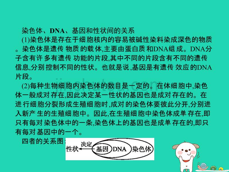 （福建专版）八年级生物下册第七单元生物圈中生命的延续和发展第二章生物的遗传和变异第二节基因在亲子代间的传递课件（新版）新人教版_第4页