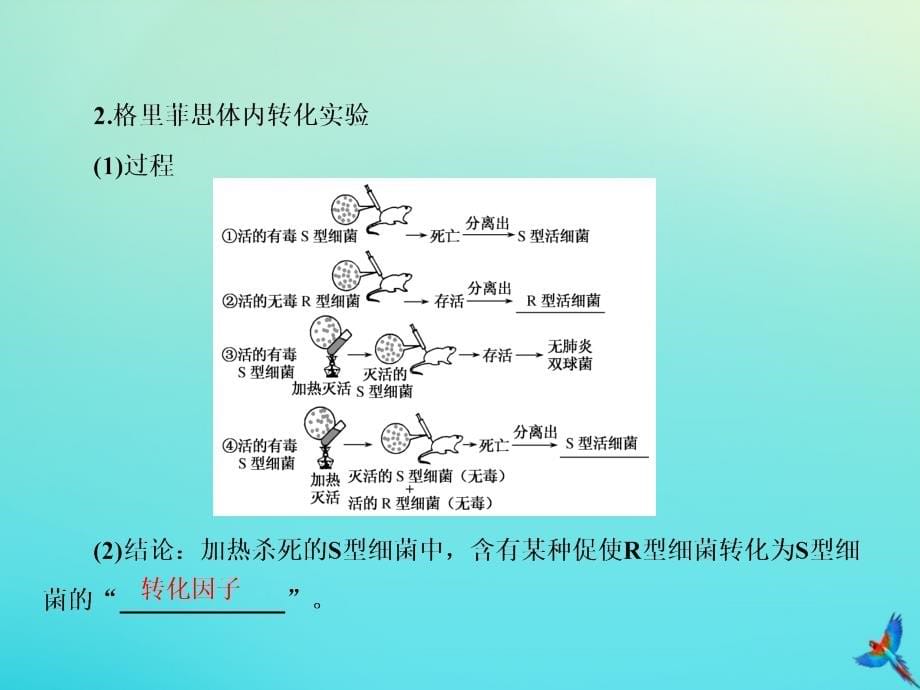 高考生物一轮复习6.1DNA是主要的遗传物质课件_第5页