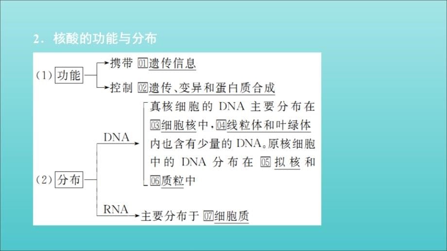 高考生物一轮复习第1单元走近细胞及细胞有分子组成第4讲核酸、糖类和脂质课件（必修1）_第5页