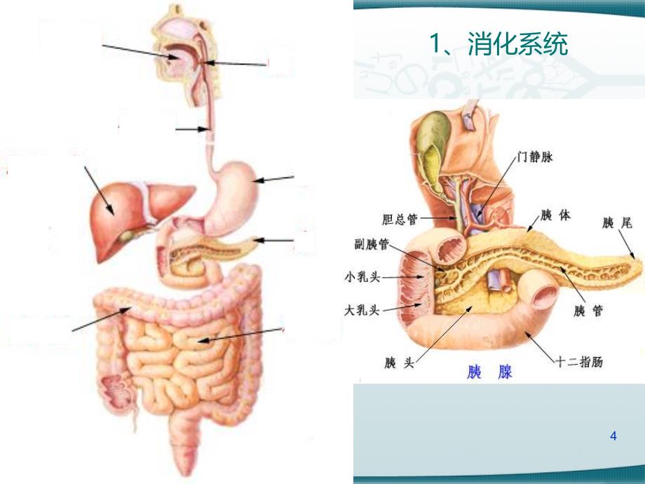 三大营养物质的代谢PPT课件.ppt_第4页