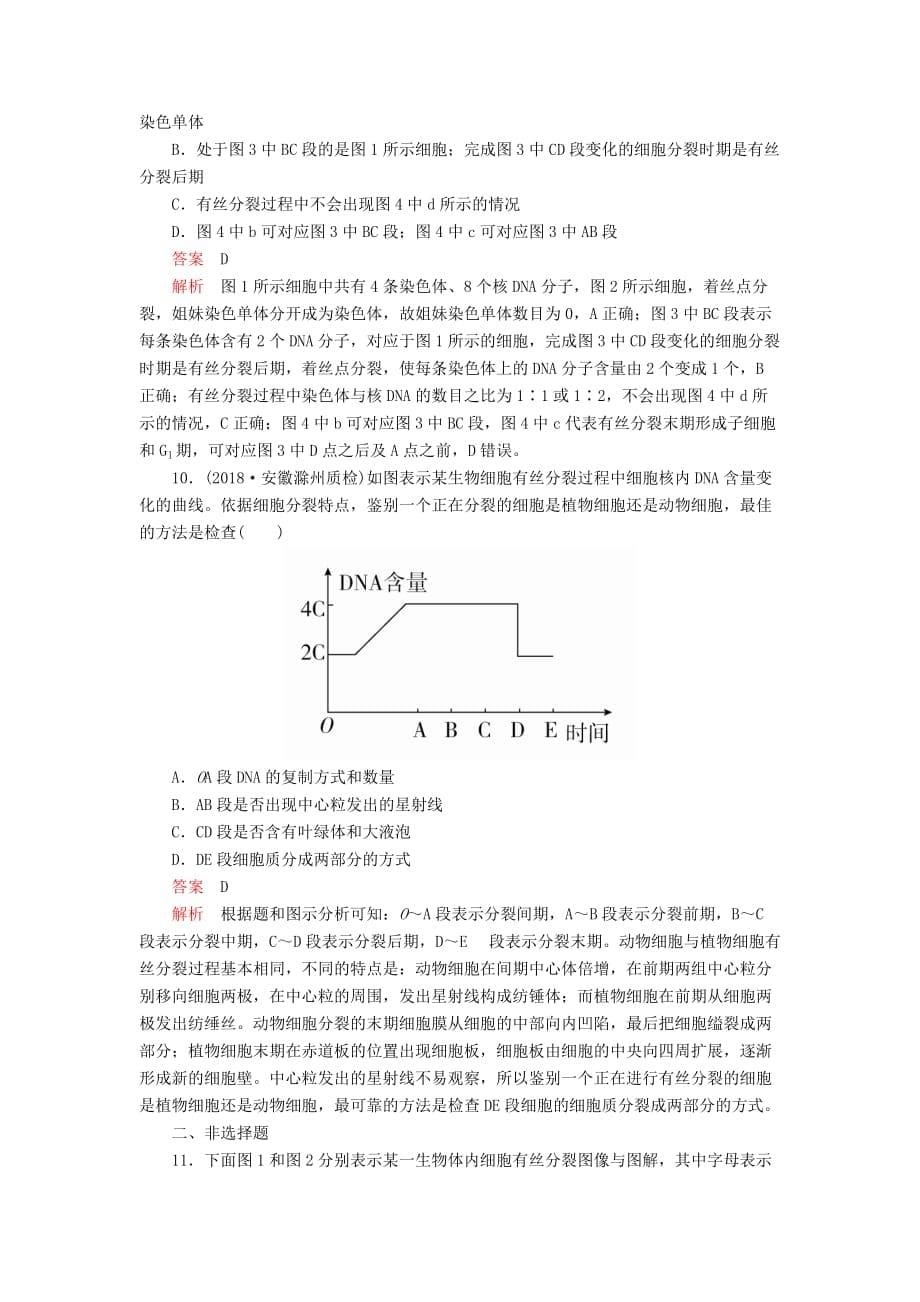 高考生物一轮复习第4单元细胞的生命历程第11讲细胞的有丝分裂课后作业（含解析）（必修1）_第5页