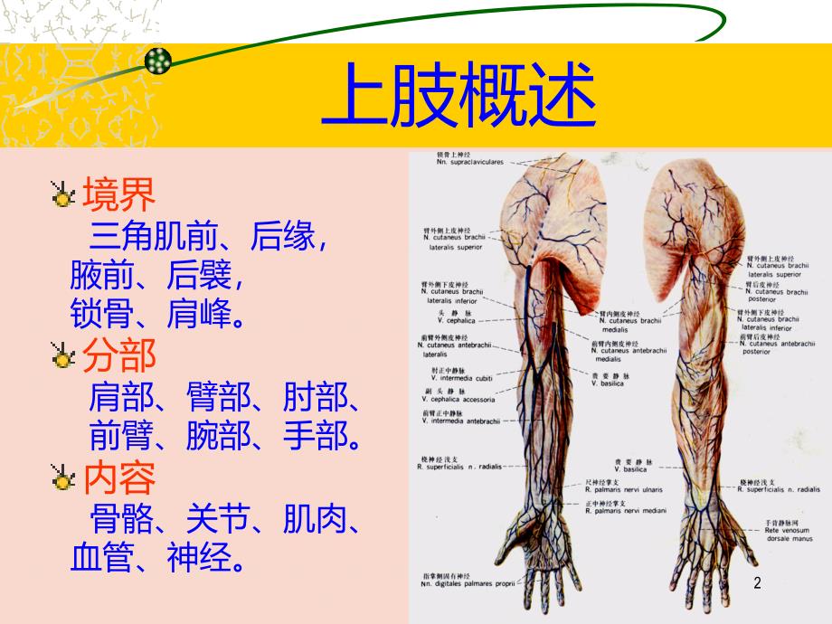 上肢下肢解剖图例最新PPT课件.ppt_第2页