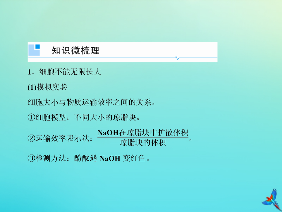 高考生物一轮复习4.1细胞的增殖课件_第4页