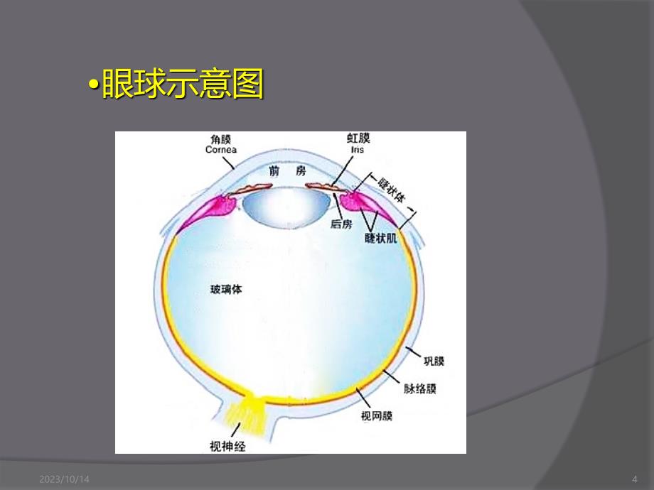 眼部超声检查PPT课件.ppt_第4页