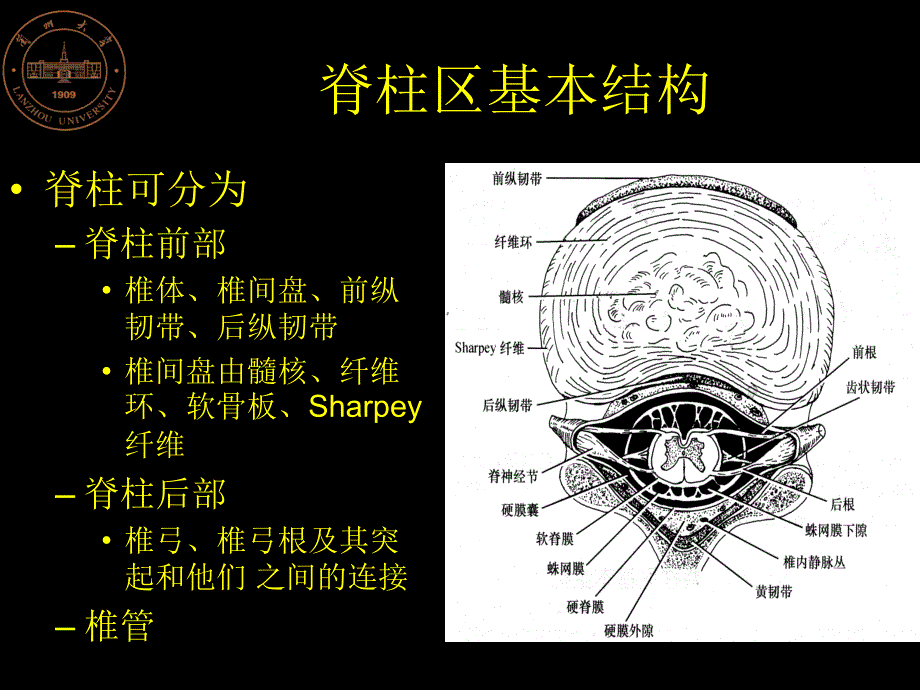 局部解剖学16 脊柱_第2页