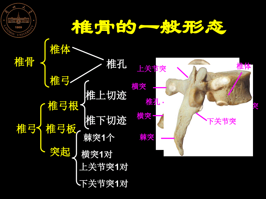 局部解剖学16 脊柱_第3页