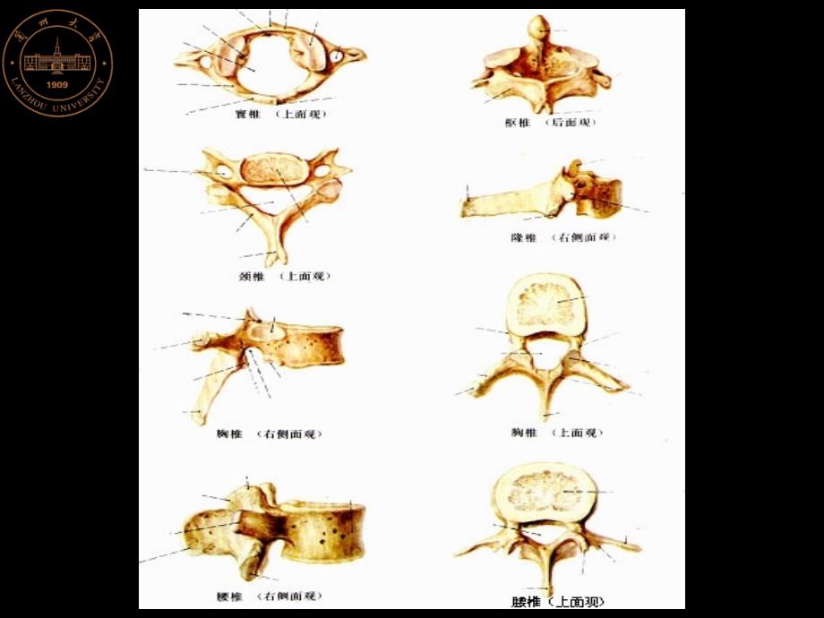 局部解剖学16 脊柱_第4页