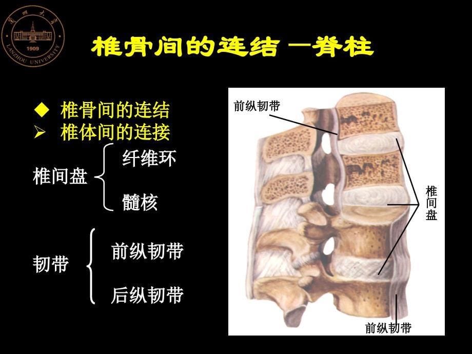 局部解剖学16 脊柱_第5页