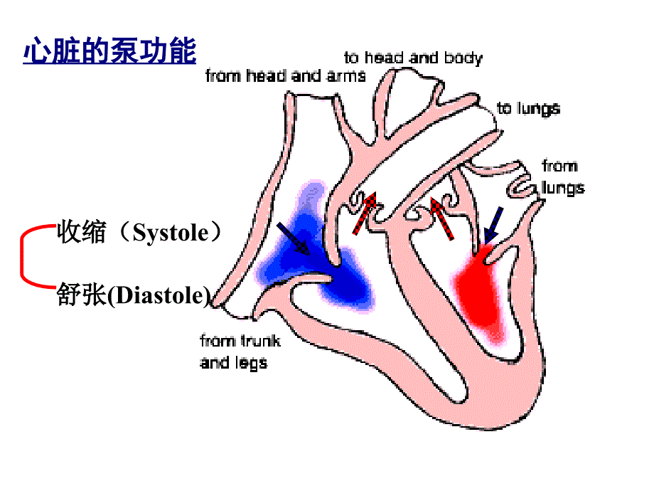 第26章治疗心力衰竭的药物_第3页