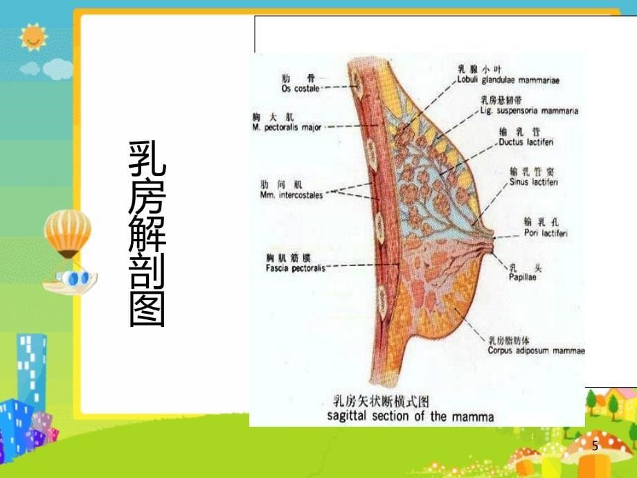 乳腺癌教学查房PPT课件.ppt_第5页