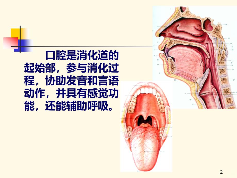 口腔局部解剖PPT课件.ppt_第2页