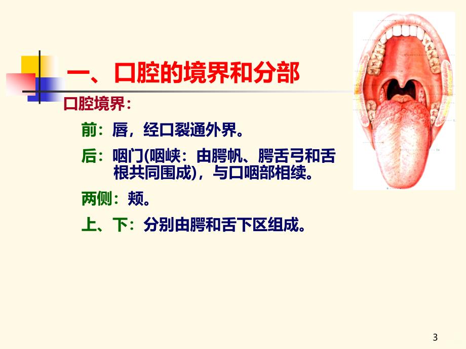 口腔局部解剖PPT课件.ppt_第3页