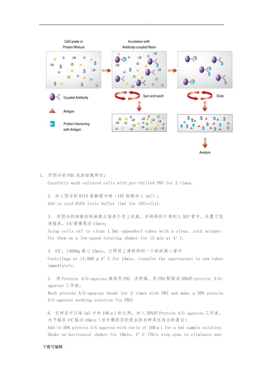 免疫共沉淀实验原理与方法_第3页