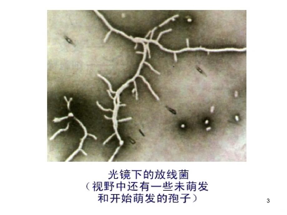 显微镜下的微生物PPT课件.ppt_第3页