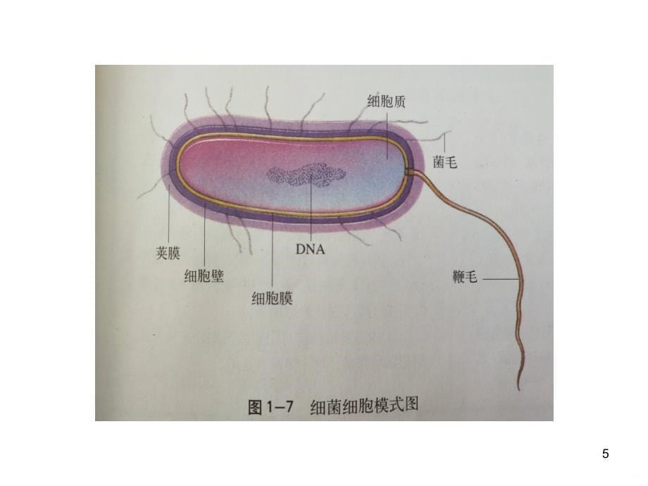 显微镜下的微生物PPT课件.ppt_第5页