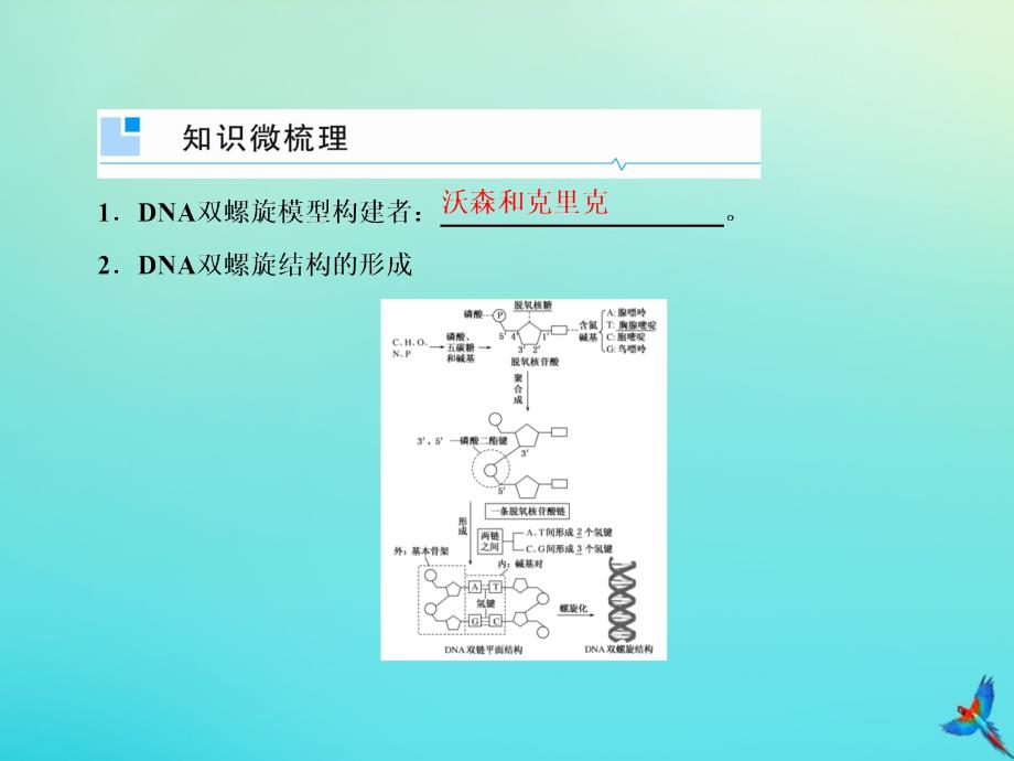 高考生物一轮复习6.2DNA的结构、复制及基因的本质课件_第4页