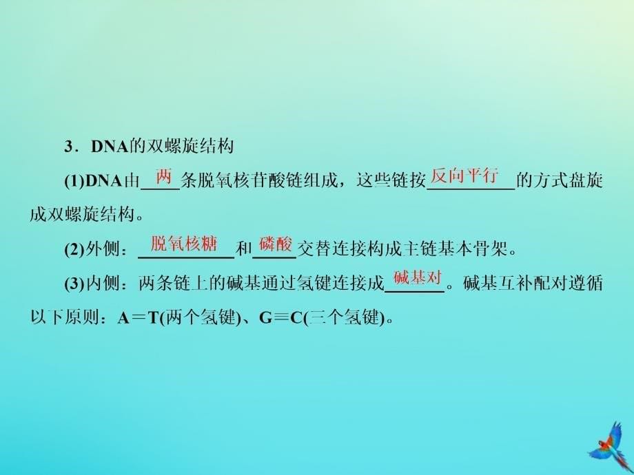 高考生物一轮复习6.2DNA的结构、复制及基因的本质课件_第5页