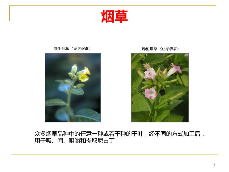 吸烟和二手烟健康危害PPT课件.ppt_第4页