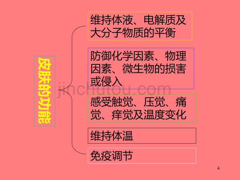 猪皮肤鉴别PPT课件.ppt_第4页