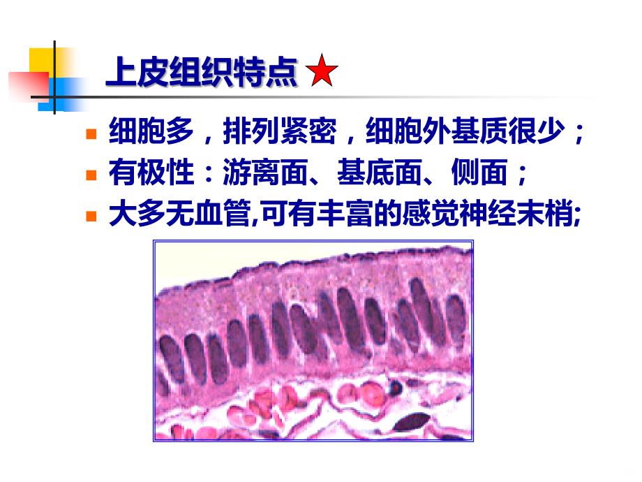 组织学与胚胎学上皮组织PPT课件.ppt_第2页