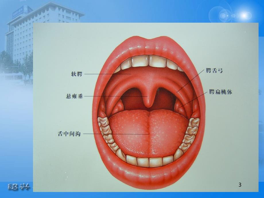 咽炎、慢性扁桃体炎、腺样体炎PPT课件.ppt_第3页