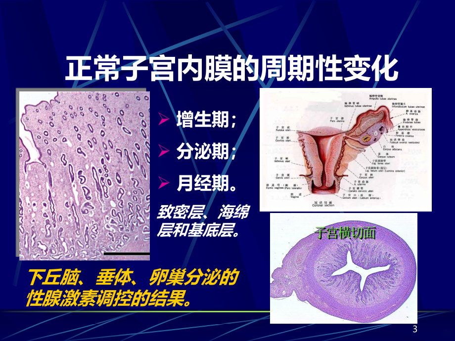 子宫内膜和乳腺疾病PPT课件.ppt_第3页