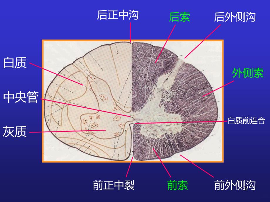 中枢神经系统定位诊断PPT课件.ppt_第3页