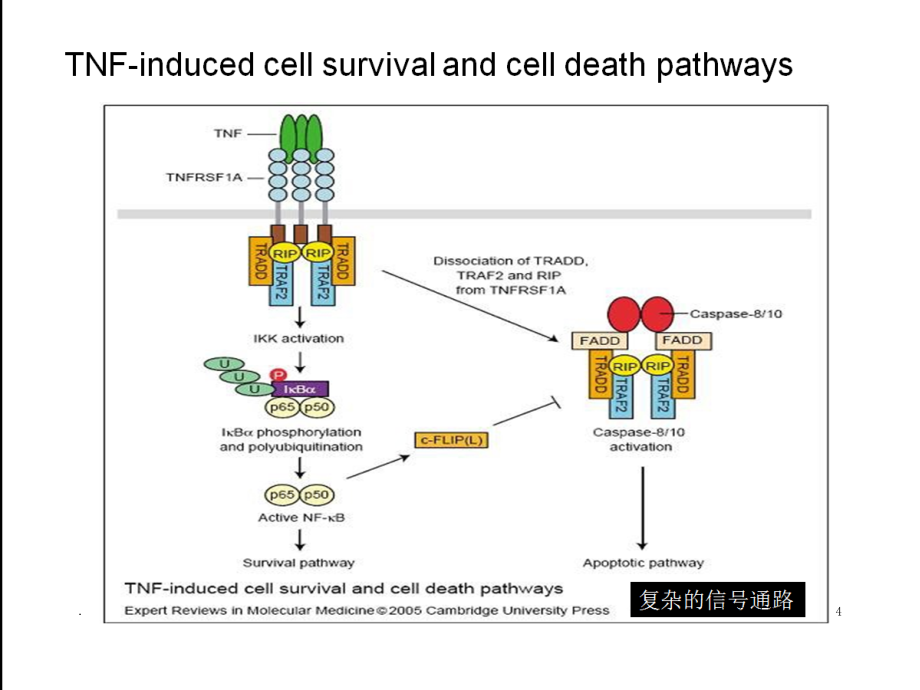 肝炎肝硬化肝癌进展PPT课件.ppt_第4页